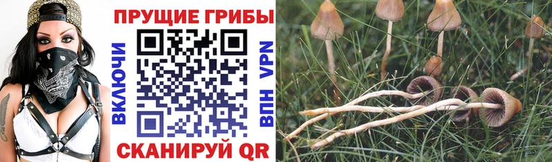 купить наркоту  Лахденпохья  Галлюциногенные грибы ЛСД 